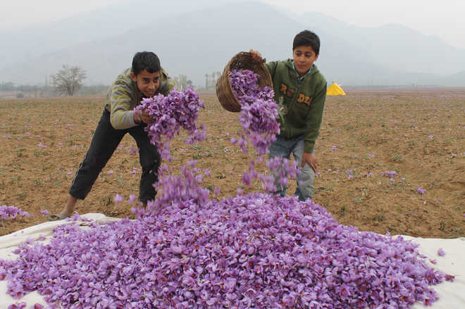 Pampore Saffron Fields